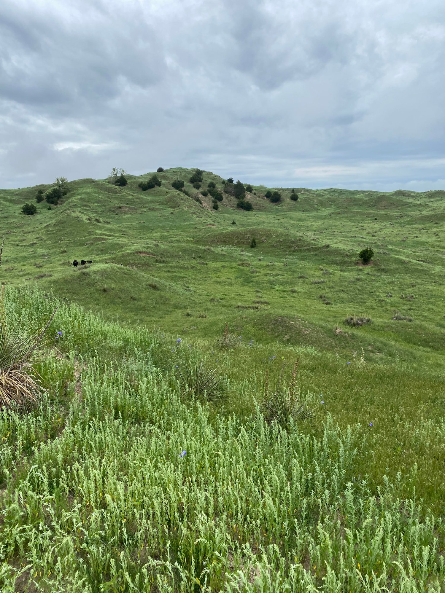 PLM website pasture 1